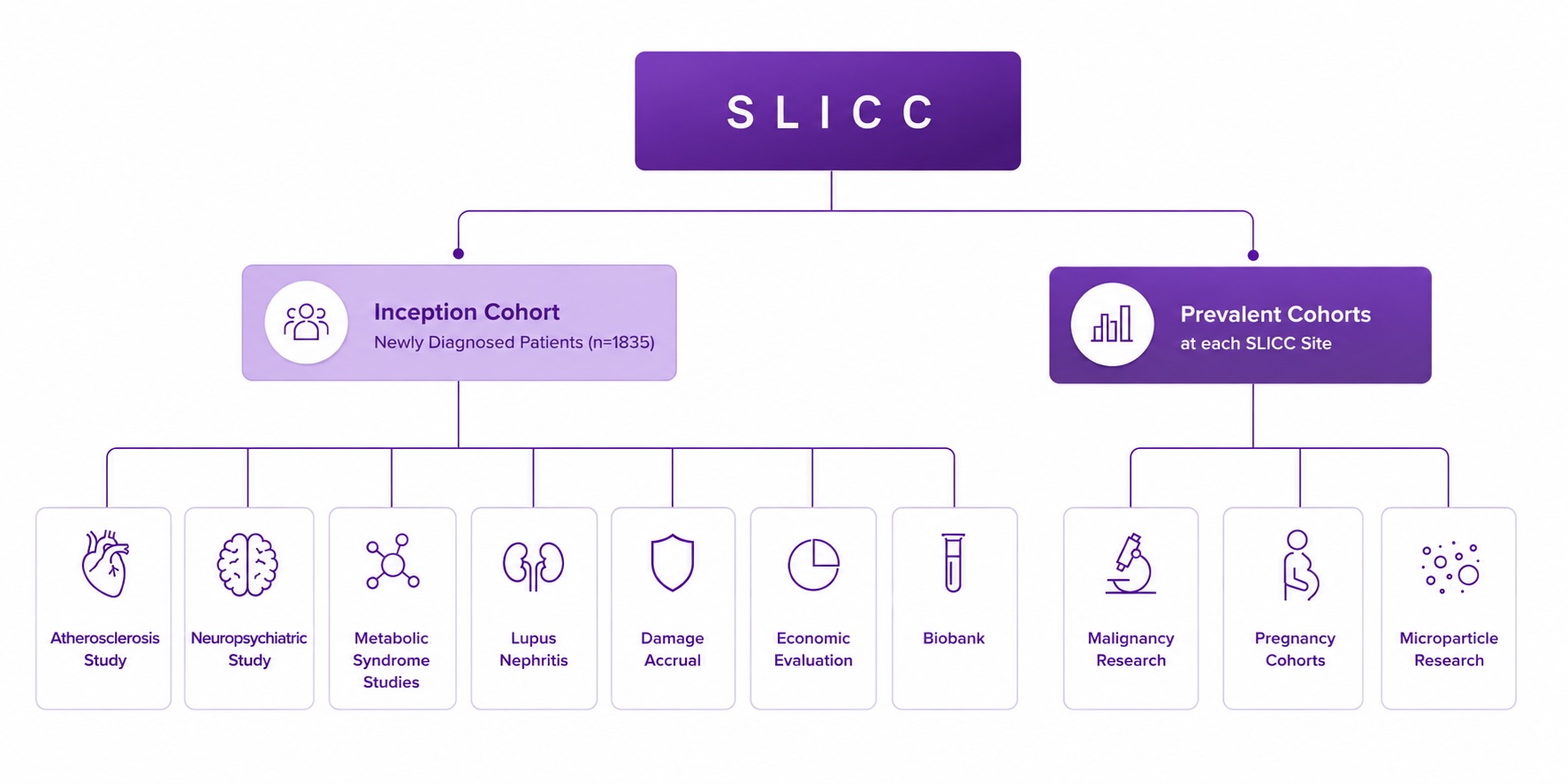 SLICC cohort organizational chart